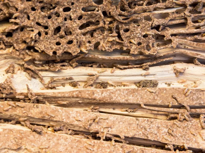 Understanding Termites