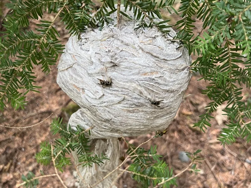 Things That Attract Yellowjacket Wasps