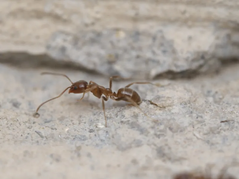 Ants in Montgomery County