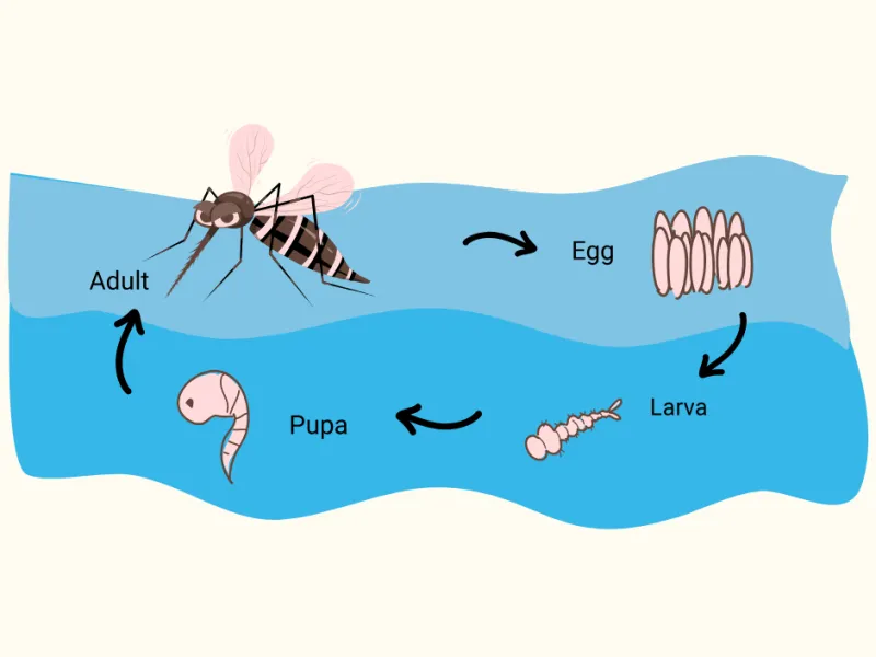 The Mosquito Life Cycle