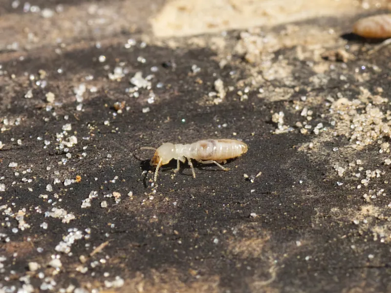 a eastern subterranean termite on the ground