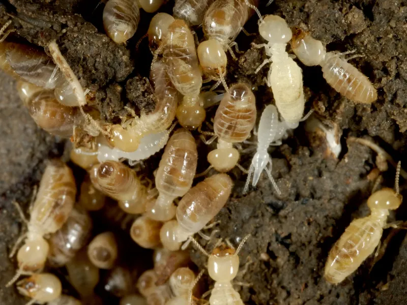 Eastern subterranean termites