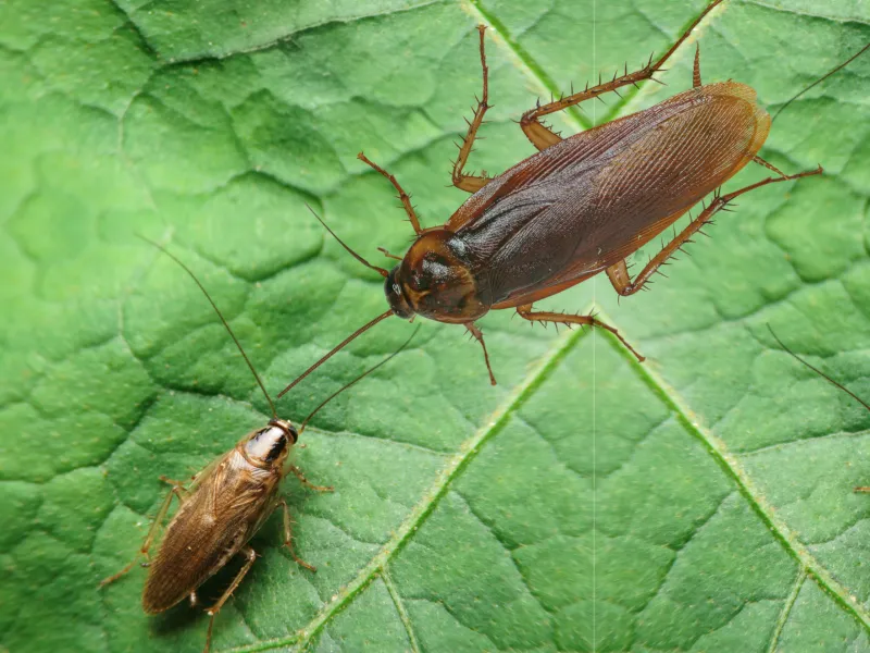 German & American Cockroach Differences