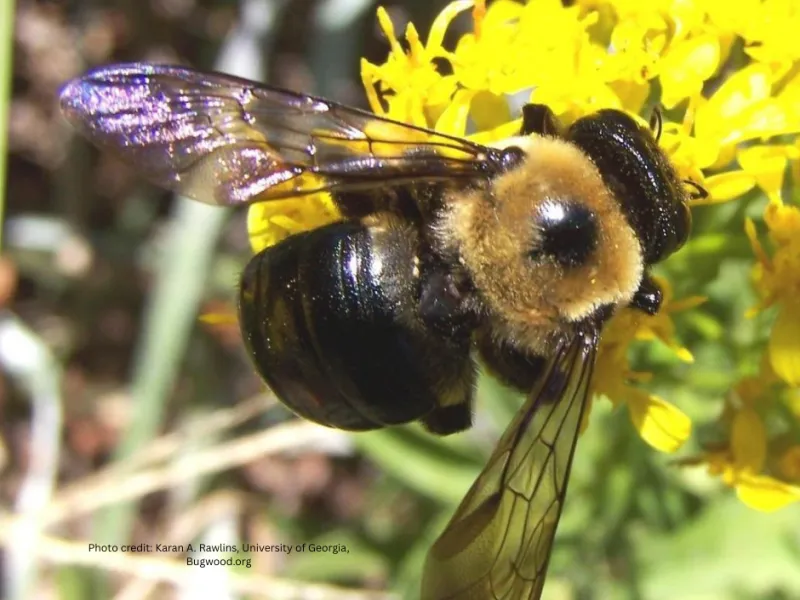 What Are Carpenter Bees?