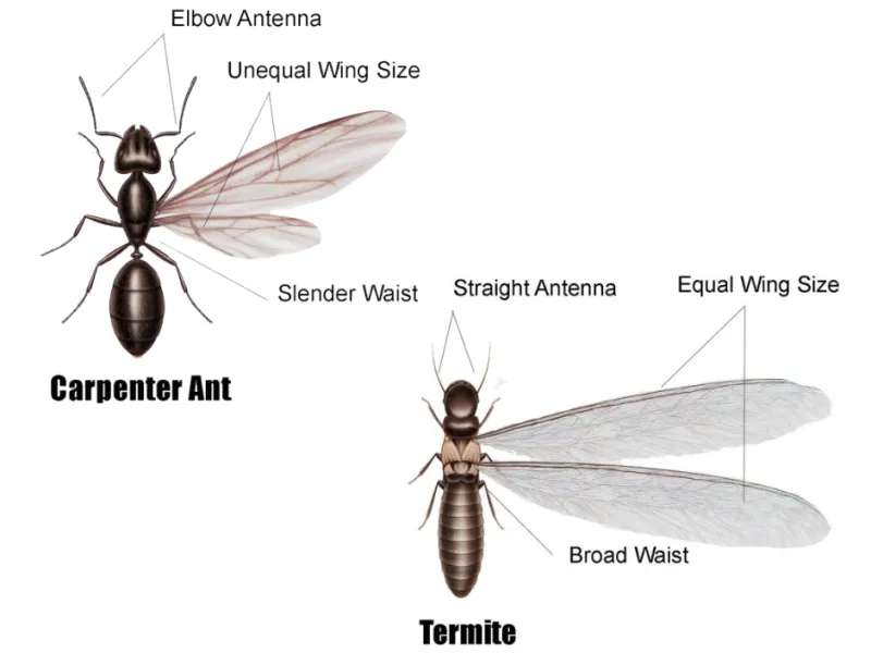Flying Ants vs. Termites