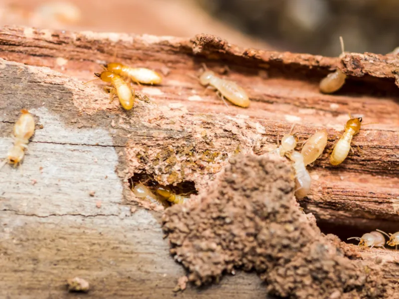 How Do Termites Eat Wood?