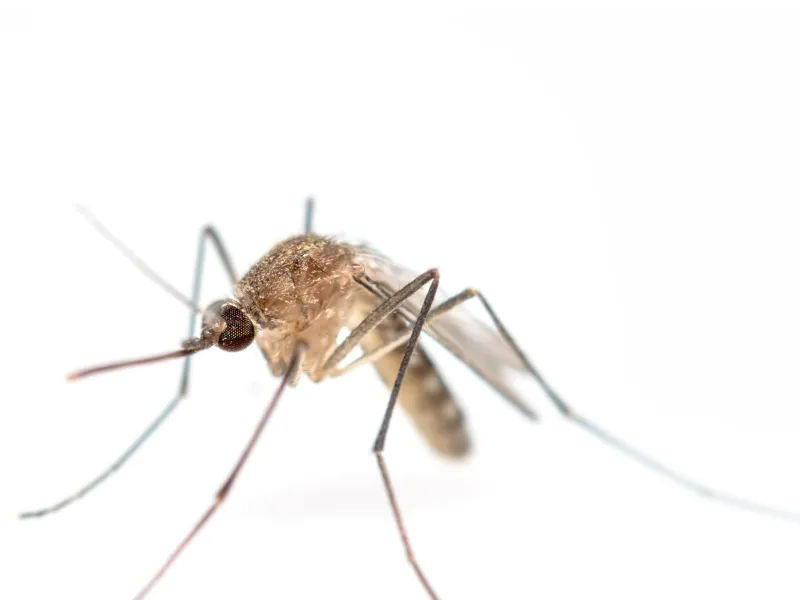 Debunking Common Myths About Mosquitoes