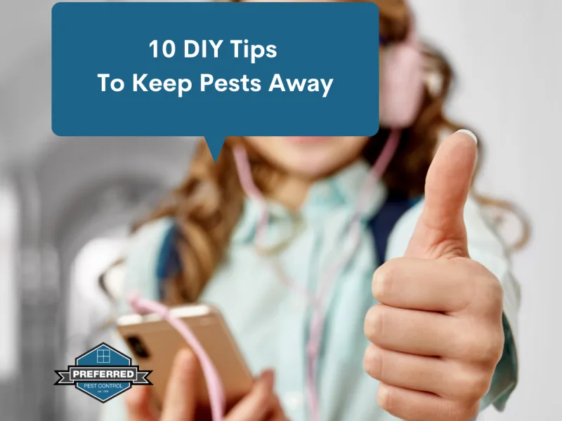 DIY Pest Tips