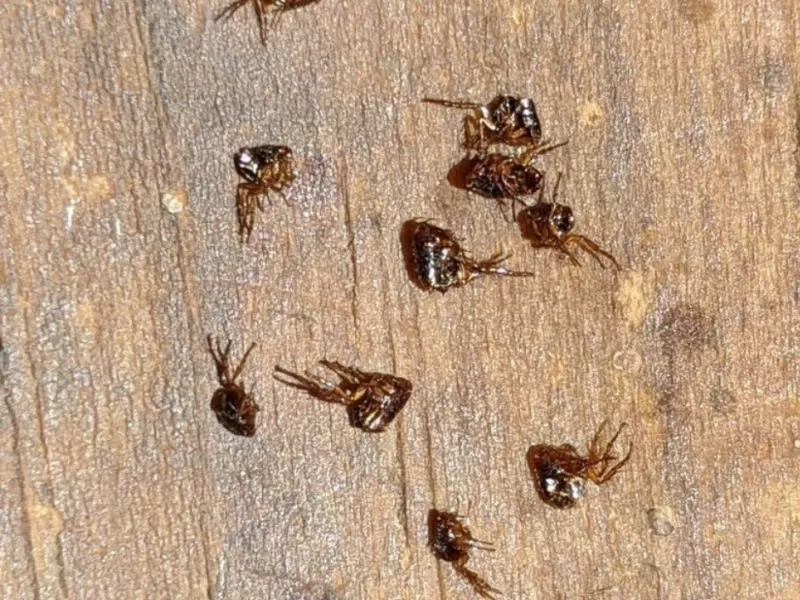 Flea and tick control in Sterling