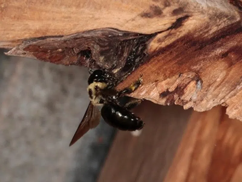 Carpenter Bees vs. Bumble Bees