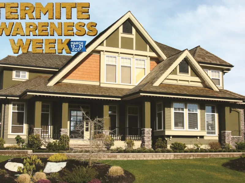 5 Things You Should Be Doing To Prevent Termites in Your Home