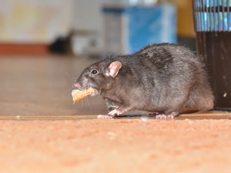 How to Get Rid of Rats and Mice in the House