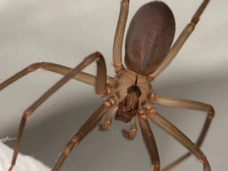 What You Should Know About Brown Recluse Spiders