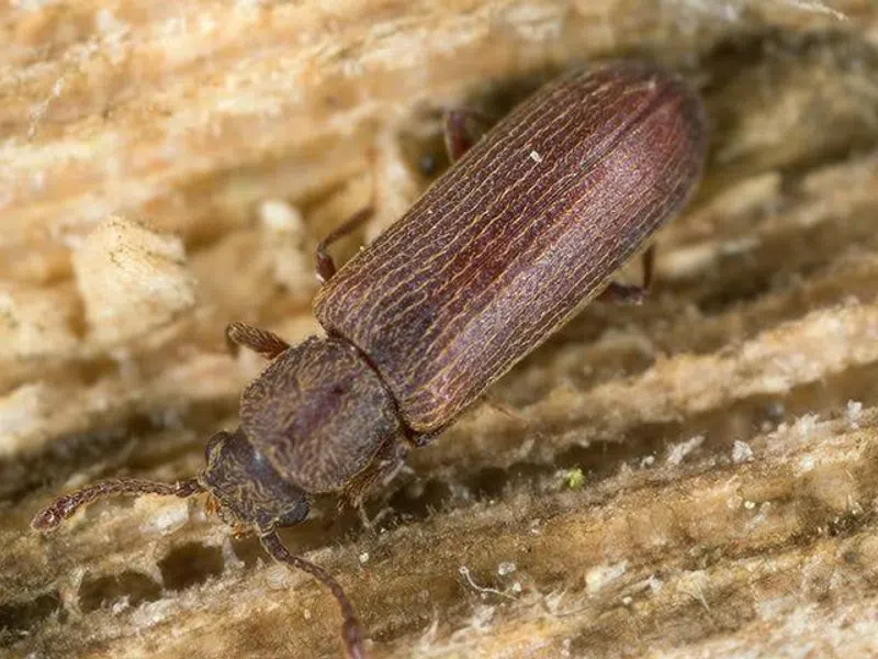 Seeing Signs Of Powderpost Beetles?