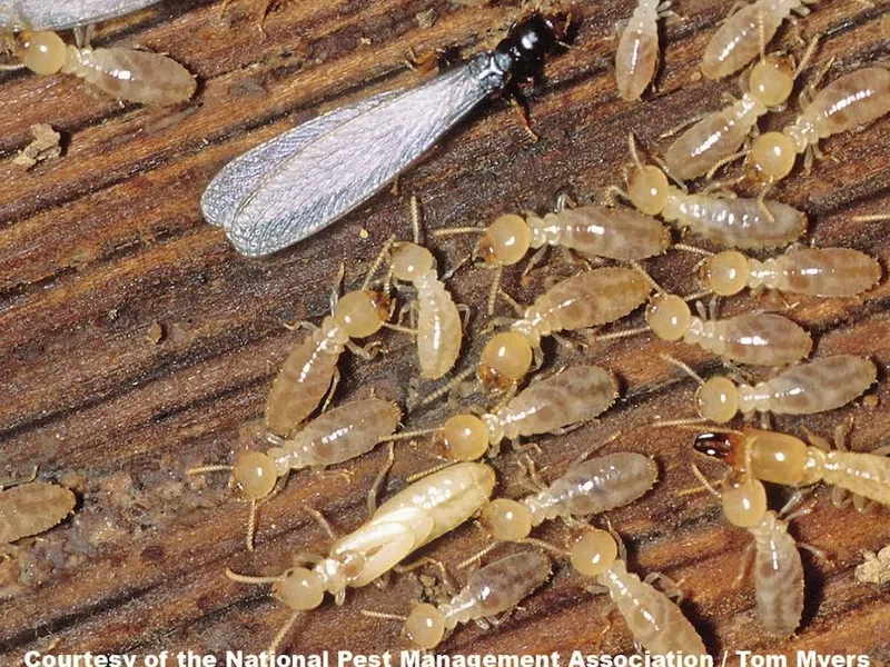 Protect Your Home from Termites