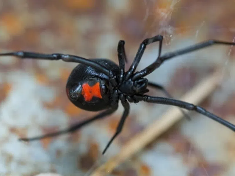 Are Black Widow Spiders A Big Problem In Virginia?