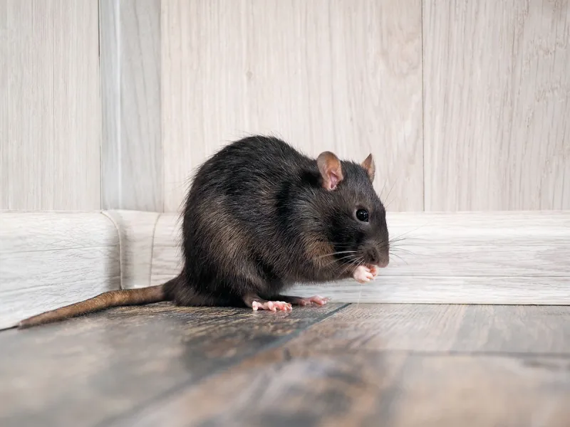 All About Rats and Mice: 6 Tips for Rodent Control