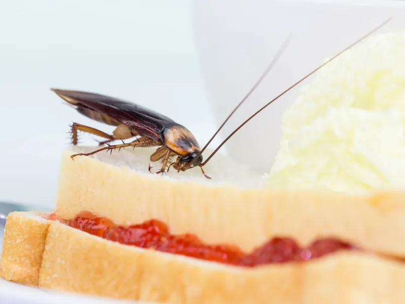 Most Common Pantry Pests (And How to Get Rid of Them)