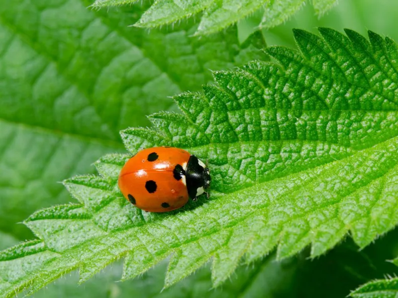 Refresher on Integrated Pest Management