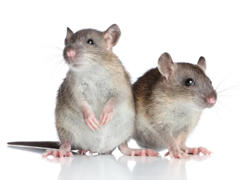 Common Signs of Rats and Mice