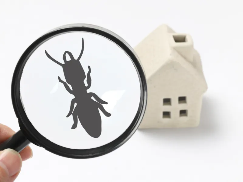 Buying a Home? Why a Termite Inspection is Essential