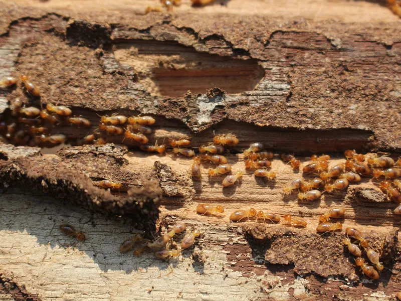 Termite Activity in the Winter