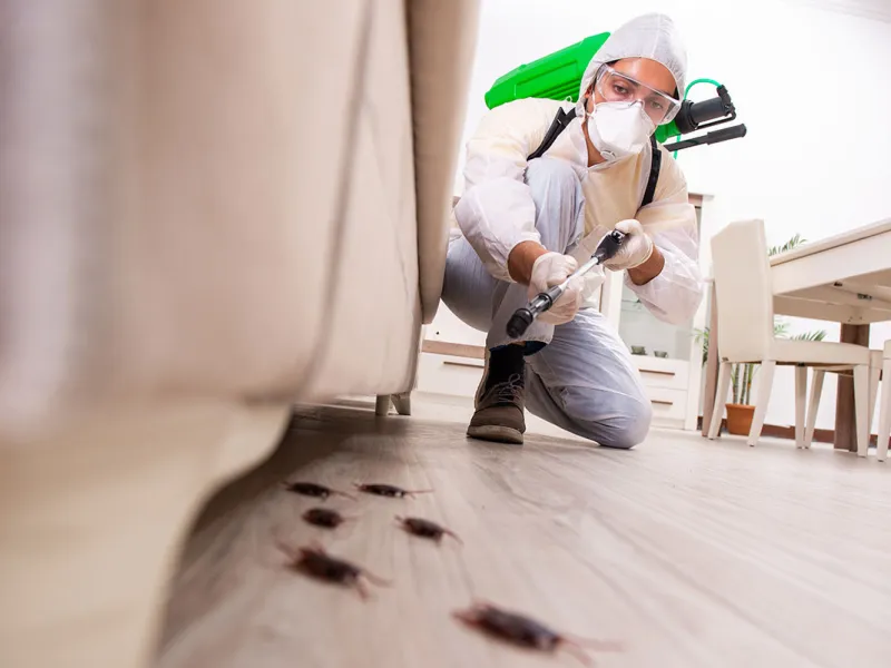 Where to Start with Pest Control