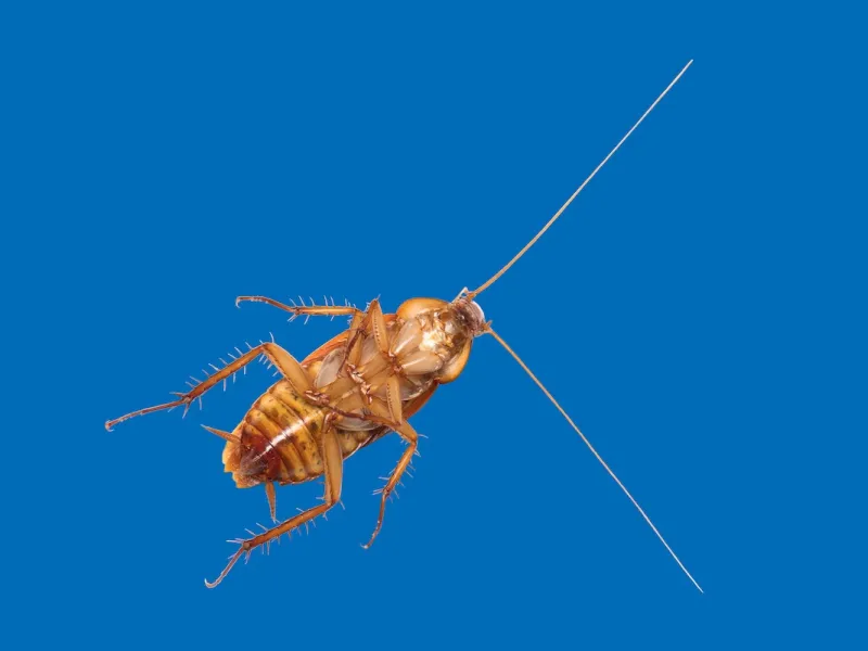 Palmetto Bugs Vs. Cockroaches: What’s the Difference?