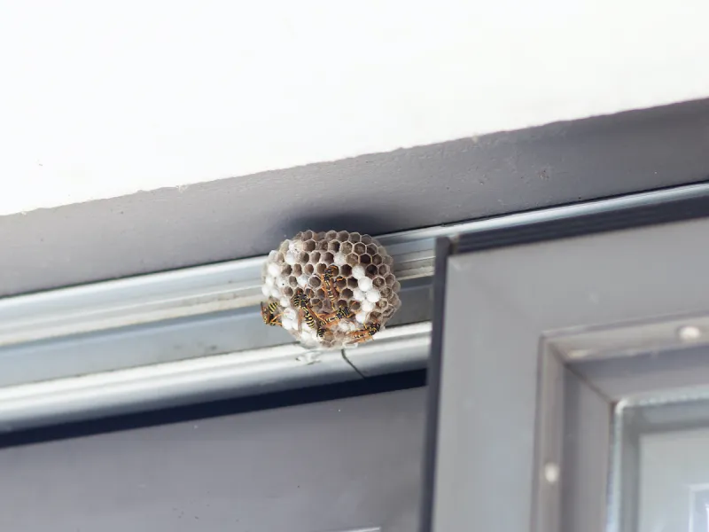 Tips & Tricks to Keep Wasps Away from Your Home