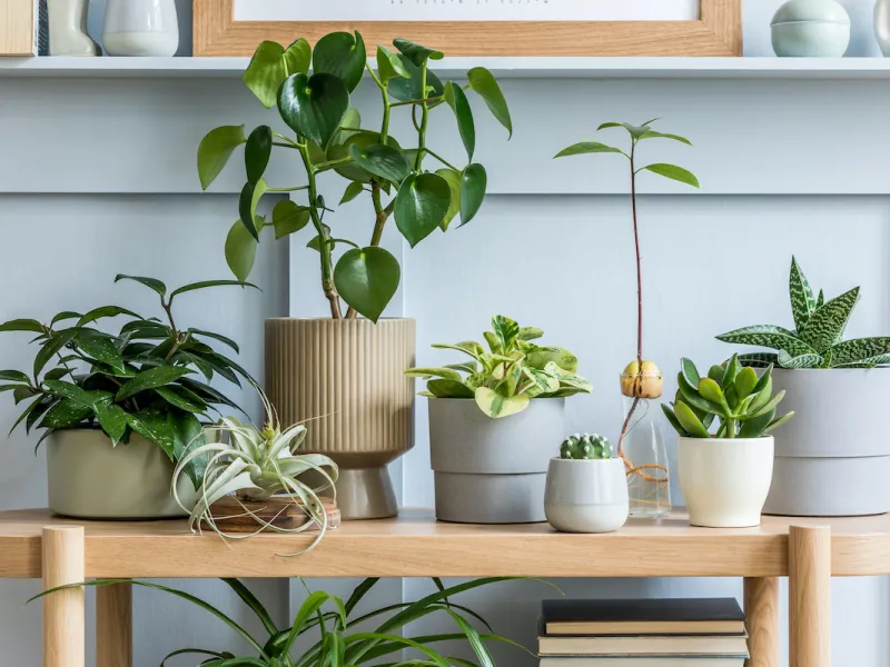 How to Protect Your House Plants from Pests