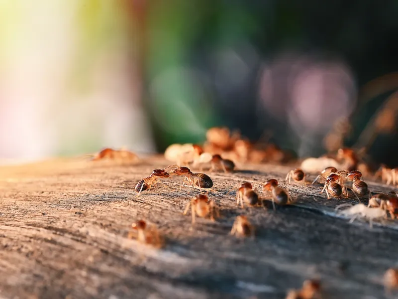 Top 5 Ways to Prevent Termites From Taking Over Your Home