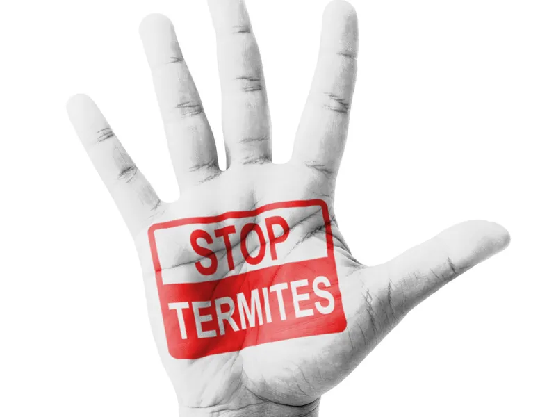 How To Spot Termite Damage