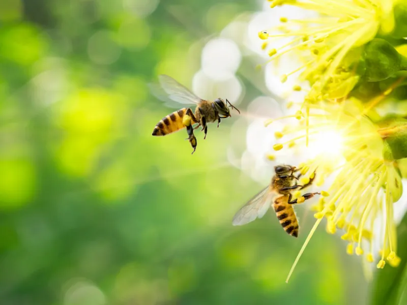 Bees, Wasps, and Hornets: What’s the Difference?