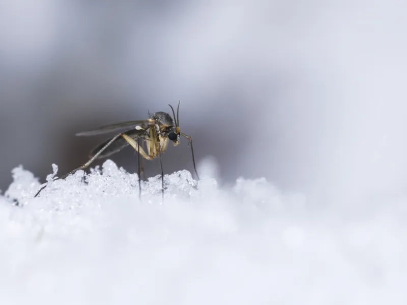 Does a Hot Summer Mean More Bugs in the Winter?