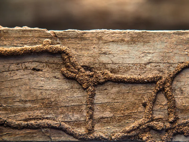 6 Signs You May Have Termites