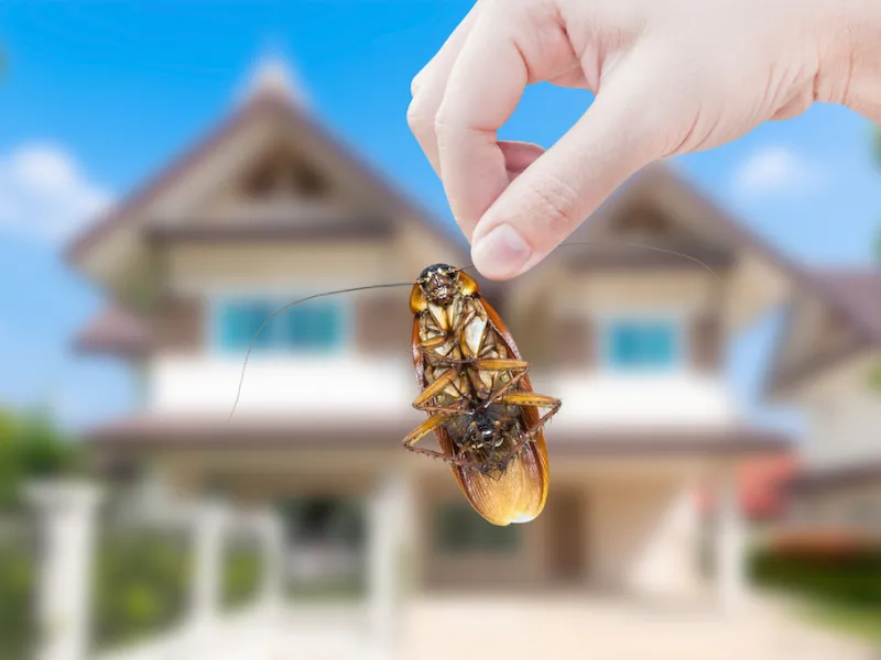 Termite Treatment Port Charlotte