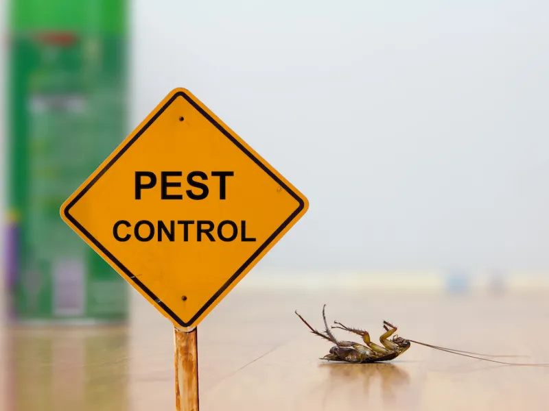 How To Choose the Right Pest Control For Your Home