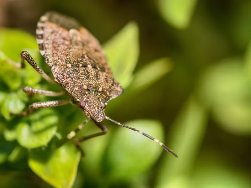 What Attracts Stink Bugs?