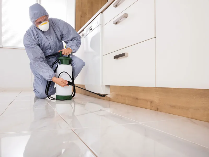 6 Things to Expect from a Pest Control Visit
