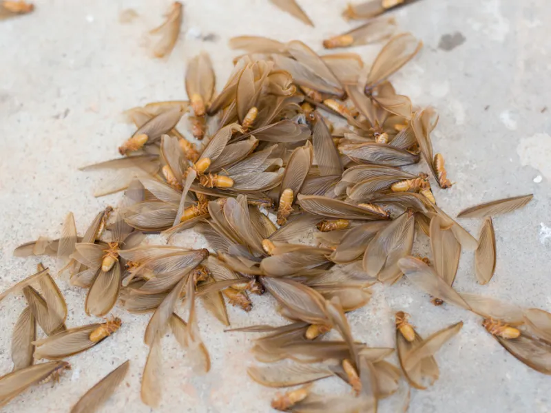 How to Prepare for Termite Swarming Season