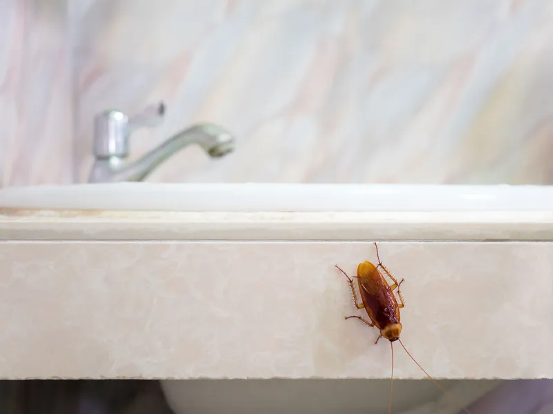 5 Common Fall Pests