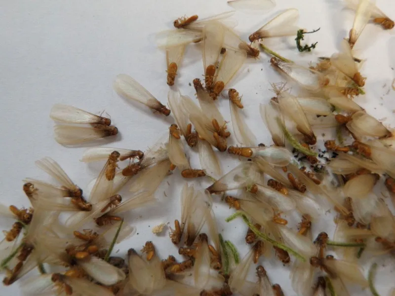 Are you prepared for a Formosan Termite swarm?
