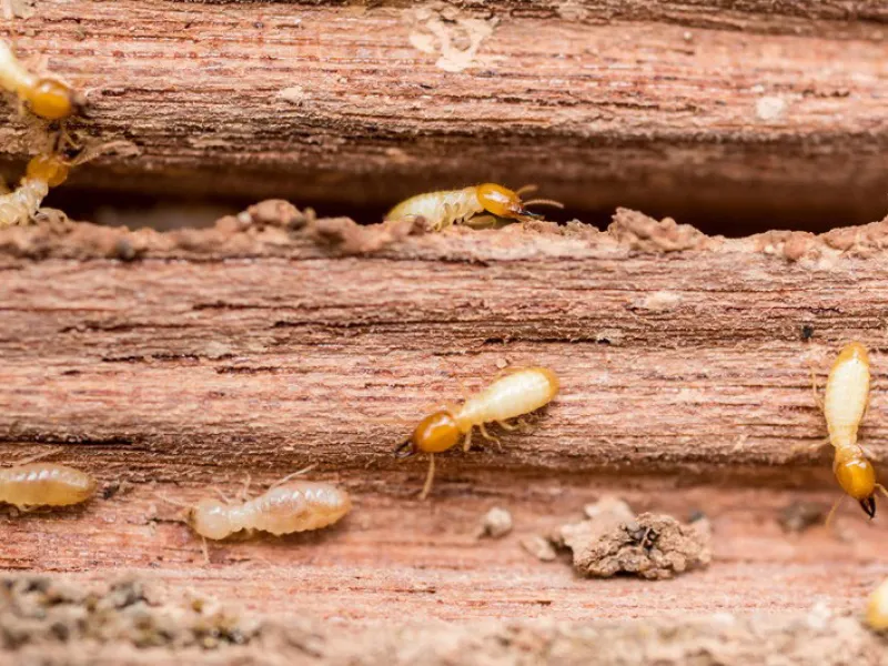 Don’t be dinner – protect your home from termites