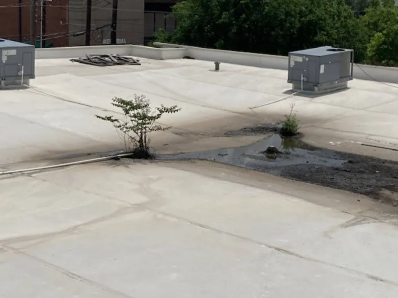 Neglected commercial flat roof with vegetation growth showing need for preventative maintenance Texas