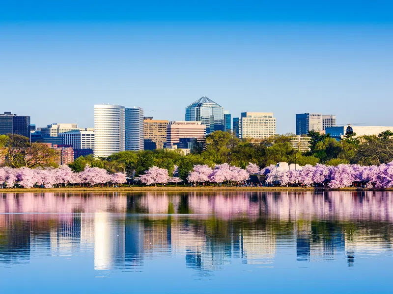 City skyline with blooming cherry blossom trees reflecting on calm river water under clear sky.