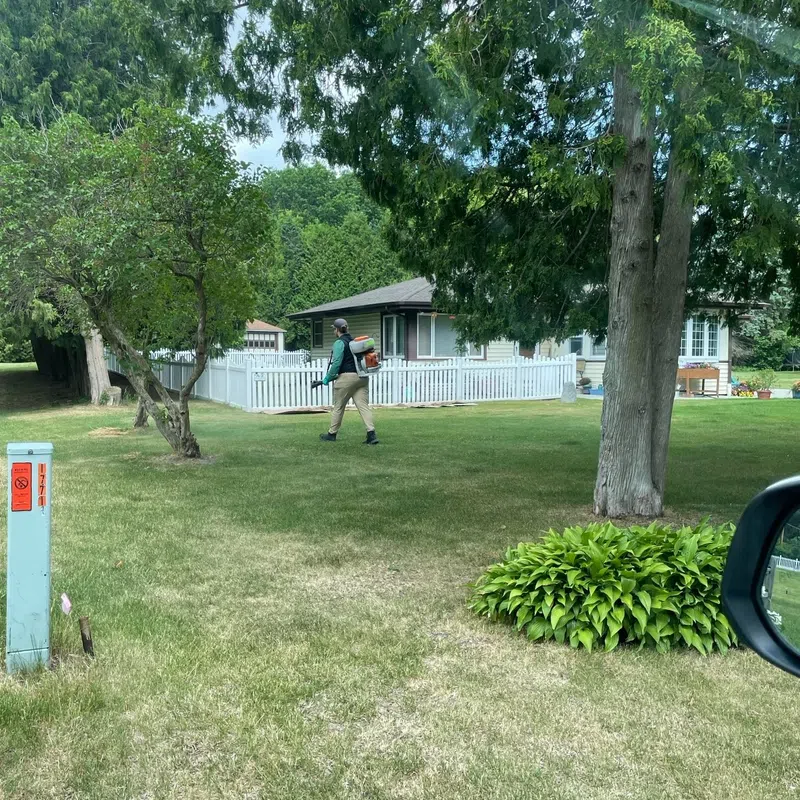 Man walking across a green lawn near trees and a white picket fence in a suburban neighborhood.