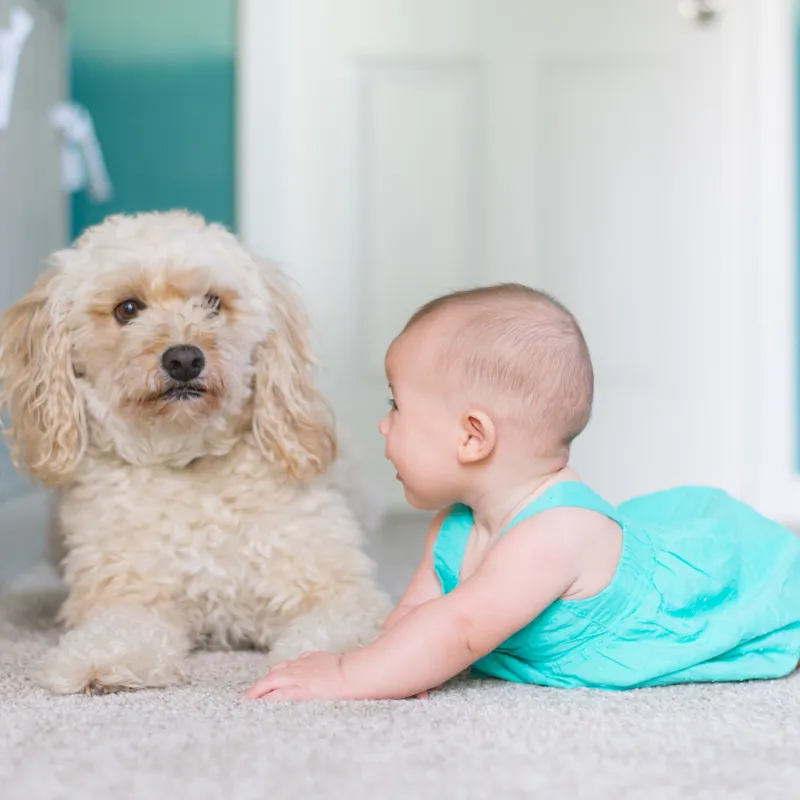 a baby and a dog