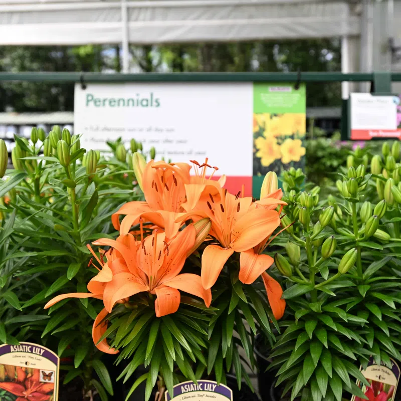 Bright orange Asiatic lilies blooming among green buds in a garden center with Perennials sign in background