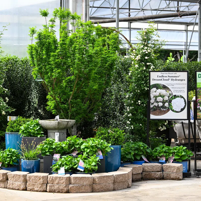 Garden center display with lush green plants, blue pots, stone border, and garden signage inside a greenhouse.