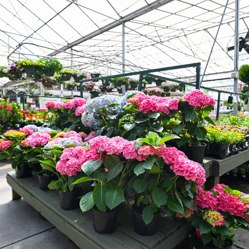 Bright pink hydrangea plants in pots displayed on tables inside a spacious, sunny greenhouse nursery.